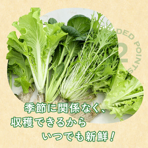 【定期便2回】【水耕栽培】野菜 詰め合わせ 合計 5袋 ( レタス チンゲン菜 小松菜 山東菜 水菜 わさび菜 ） 3 ～ 5 種類