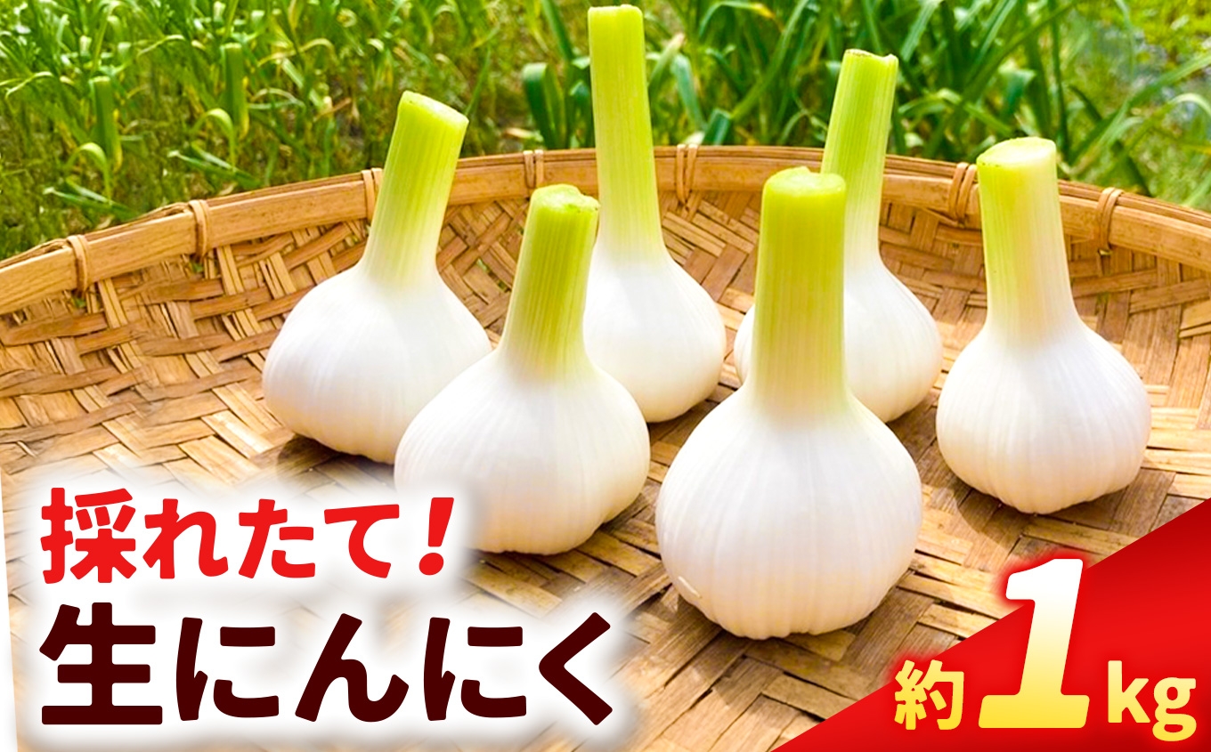 
                  【令和8年産】自然栽培 採れたて 生にんにく 約1kg (200g×5個) | 無農薬 無肥料 ニンニク にんにく 産地直送 やまもとはたけ 愛知県 知多 美浜町 自然 生 なま 
                
