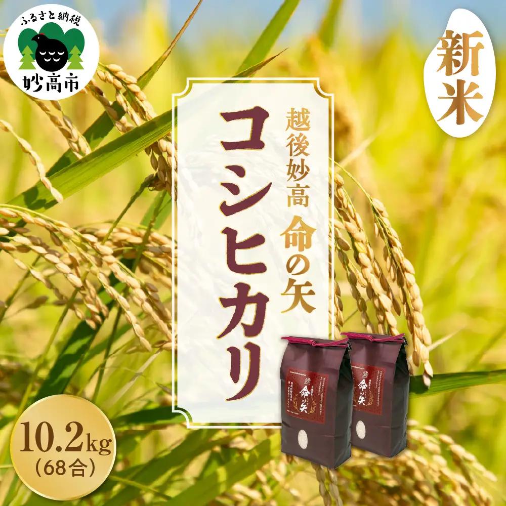 先行予約 令和8年産 越後妙高命の矢 コシヒカリ 10.2kg 妙高産
