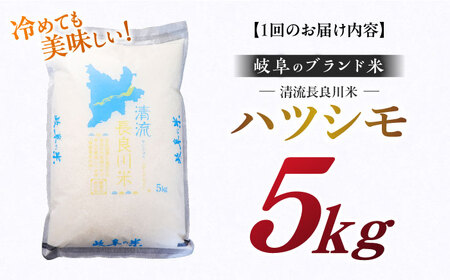 【3回定期便】【R7年産】白米ハツシモ 5kg 白米 5kg 白米定期便[ANCU005]