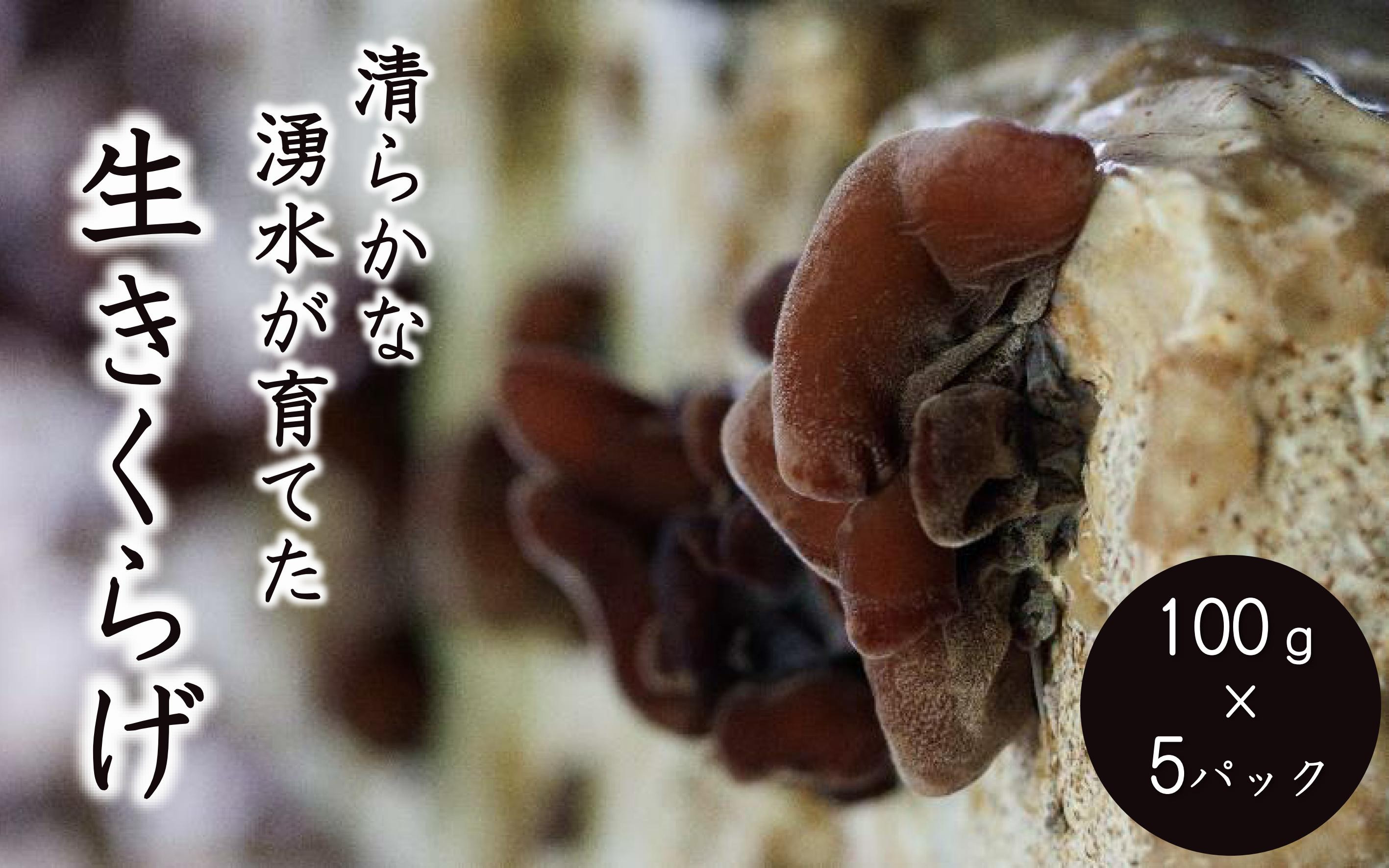 
            【令和7年産先行予約】肉厚ぷりっぷり♪ 焼山しいたけ園の生きくらげ 500g《2025年6月～順次発送》【期間限定 キクラゲ きくらげ 国産 無農薬 安心安全 美味しい 木耳 サラダ 炒め物 におすすめです キノコ きのこ 茸 焼山しいたけ園 新潟県 糸魚川市】
          