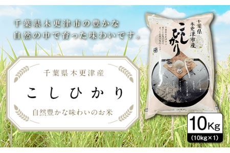 【令和6年産新米】千葉県木更津産こしひかり10kg（10kg×1）