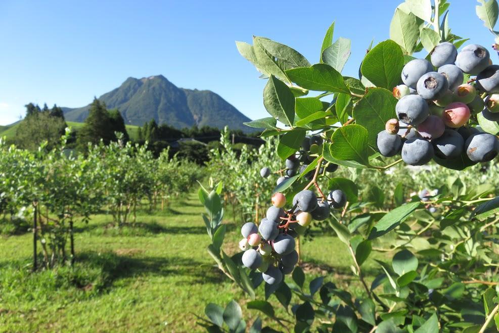 【母の日】【湯布院 熊谷牧場・雛戸】無農薬で育てたくまさんのブルーベリーソース 4本セット