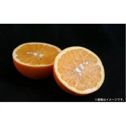 瀬戸内 紅八朔 約5kg（15個程度） 【2027年2月以降発送】