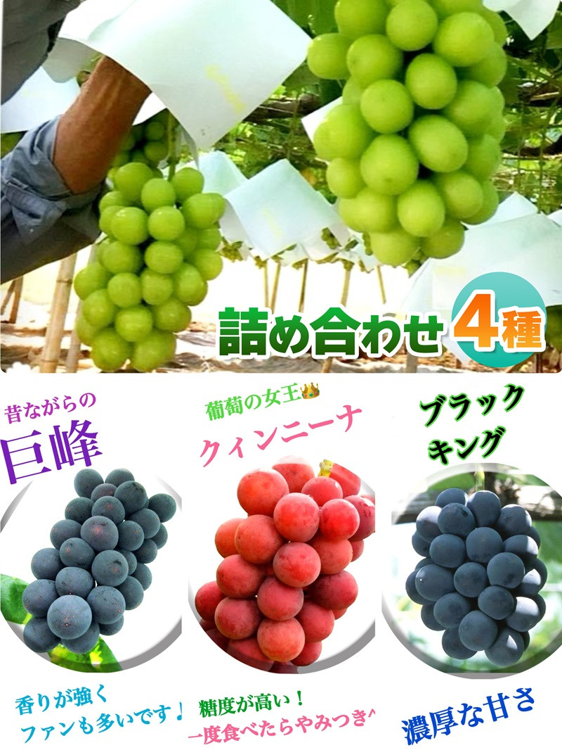 
            食べ比べ大会シャインマスカット・クインニーナ・巨峰・ブラックキング【4種セット全8房】生産者直送【2025年発送】（ISI）D-155 【シャインマスカット クインニーナ 巨峰 ブラックキング ぶどう 葡萄 ブドウ 令和7年発送 期間限定 山梨県産 甲州市 フルーツ 果物】
          