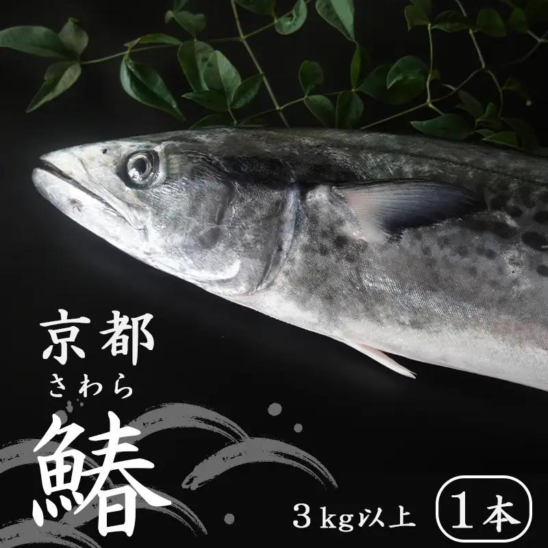  【11月～3月発送】 漁師直送！！ 一本釣り 京都鰆 3kg さわら