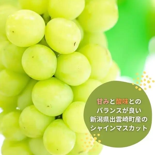 【先行予約】 シャインマスカット 1房500g | 新潟県 シャインマスカット