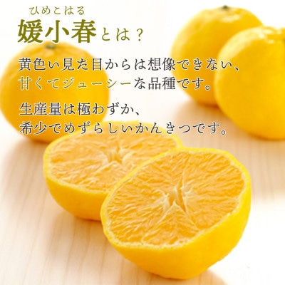【2026年1月より順次発送】希少柑橘 媛小春(ひめこはる) 2.5kg【訳あり】【D25−183】【1608026】