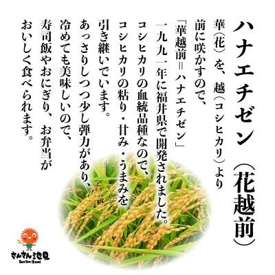 ふるさと納税 坂井市 【令和6年産先行受付】ハナエチゼン 5kg　坂井市三国町産・こだわりの精米対応 白米[A-0213] |  | 02