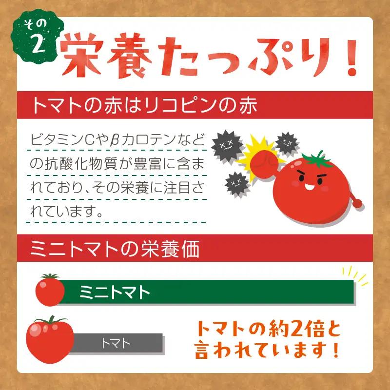 【トマト】訳あり秋冬ミニトマト 1.5kg
