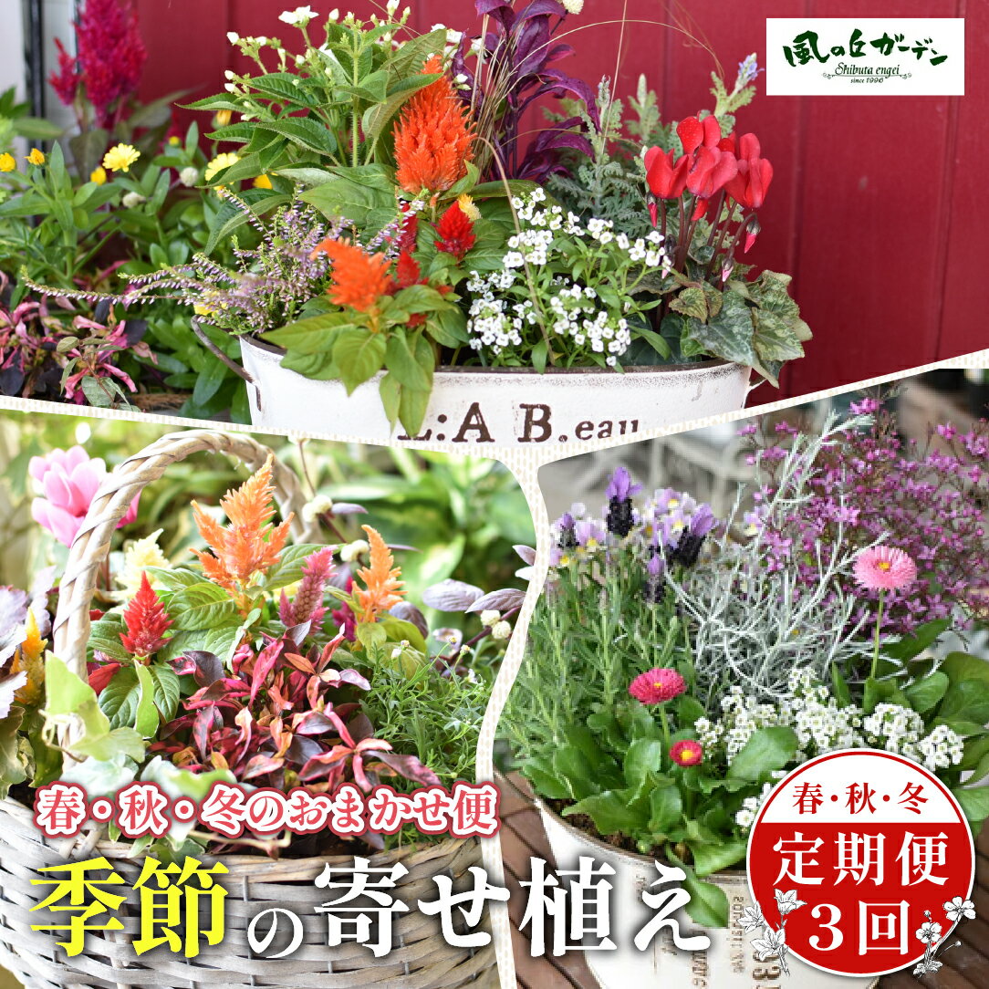 【ふるさと納税】【定期便3回】季節の寄せ植え（ガーデニング ギフト寄せ植え 贈答用寄せ植え 母の日 誕生日 記念 定期便）