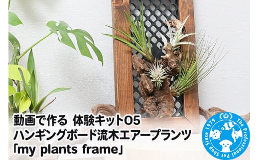 
動画で作る 体験キット05 ハンギングボード流木エアープランツ「my plants frame」
