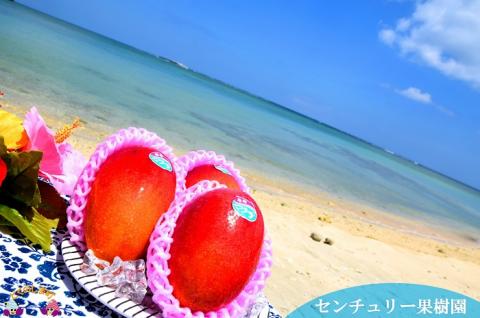 《先行予約》徳之島センチュリー果樹園さんの完熟マンゴー（1㎏）　( マンゴー フルーツ 果物 完熟 無加温 徳之島 世界自然遺産 美味しい とろける 旬 贅沢 糖度 南の島 )