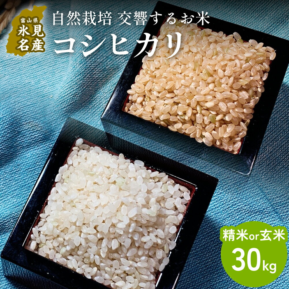【ふるさと納税】【交響するお米 / まとめ買い】精米 or 玄米 自然栽培 コシヒカリ 30kg（15kg×2箱） 富山県 氷見市 / 令和7年産 | 移住農家が里山から直送 米 こしひかり
