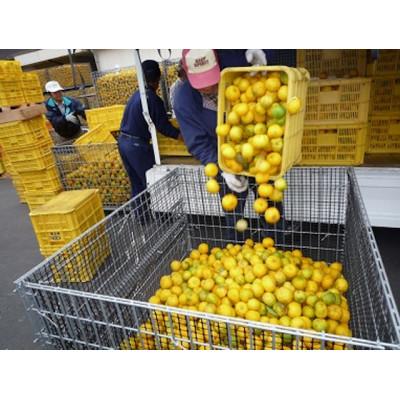 ふるさと納税 南国市 実生ゆずしぼり　300ml×1本 |  | 03