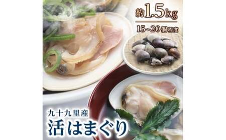 天然 活はまぐり 詰合せ 全6回発送 ＜ 定期便 固定月 ＞ 九十九里産 国産 ﾊﾏｸﾞﾘ ﾊﾏｸﾞﾘ ﾊﾏｸﾞﾘ ﾊﾏｸﾞﾘ ﾊﾏｸﾞﾘ