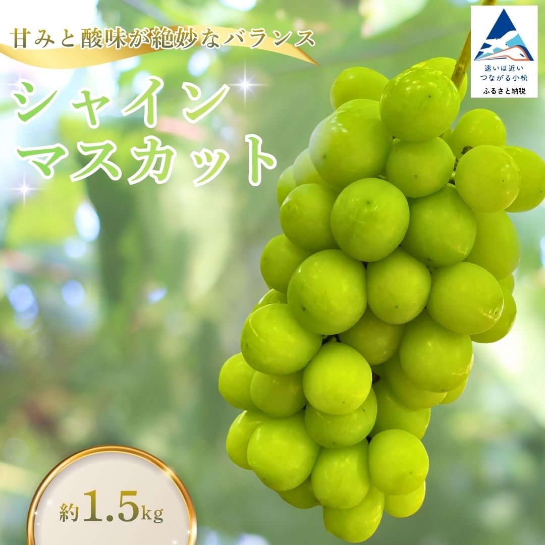 【ふるさと納税】 《 2026年 先行予約 》 シャインマスカット 約1.5kg マスカット ますかっと フルーツ くだもの 果物 大粒 種なし 皮ごと食べられる 旬 産地直送 直送 | 石川県 小松市 du001n00 【多井ぶどう園】