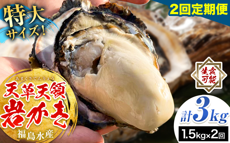 天領岩牡蠣 約1.5kg 2回 定期便 福島水産《2026年5月から出荷》熊本県 苓北町 牡蠣 かき カキ 岩カキ 岩ガキ 貝 BIG ビッグ 生食 バーベキュー 夏天草 天領 苓北 熊本 旬 シーズン 送料無料【配送不可地域あり】 ---reihoku_hks_4_1500gmo23---