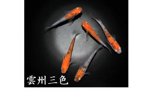 
                  メダカ「雲州三色」1～3ペア
                