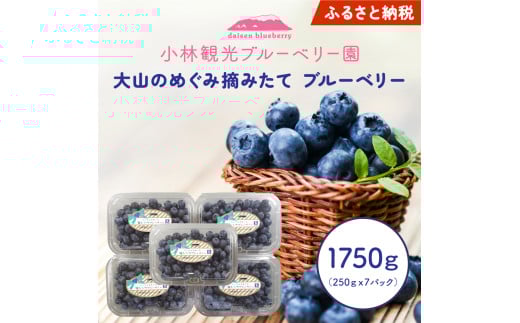 【期間限定】大山のめぐみ摘みたてブルーベリー　1750ｇ　KB-02 