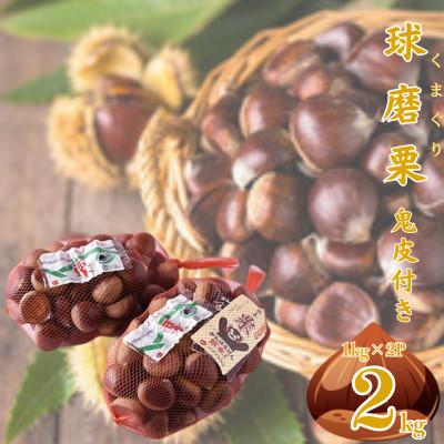 ふるさと納税 人吉市 球磨産 球磨栗 鬼皮付き 約2kg【下球磨営農センター】(人吉市)