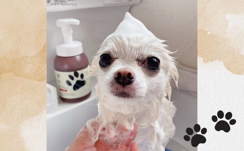 動物病院皮膚科チームが開発・設計、フワフワの毛並みを実現する美容メーカーの独自技術を採用、厳選された国産原料を使用、旅行のお供にも最適な新しい犬用日常ケアシャンプー、「慶和シャンプー(登録商標)」30