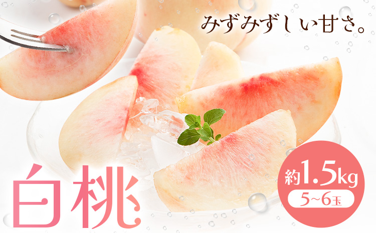 【先行予約】白桃  約1.5kg もも モモ 岡山 国産 フルーツ 果物 桃茂實苑《6月中旬-8月下旬頃出荷》岡山県 浅口市 フルーツ モモ 果物 青果 旬 白桃 国産 岡山県産【配送不可地域あり】