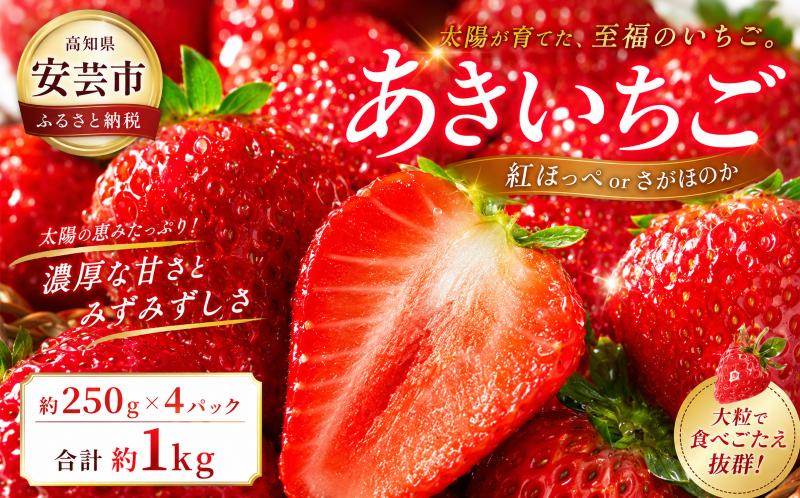 
                  【2026年12月～発送予定】 いちご 農家直送 紅ほっぺ さがほのか 約 1kg ( 約 250g × 4パック ) イチゴ 先行予約 おすすめ いちご スイーツ 国産 苺 果物 くだもの フルーツ 小分け パック 期間限定 季節限定 数量限定 旬 大粒 高級 新鮮 ichigo itigo 海洋深層水 ギフト プレゼント 人気 お取り寄せ 人気いちご 人気苺 ランキング 特産品 安芸市 高知県
                