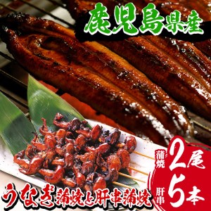 【数量限定】国産うなぎ（鹿児島県産うなぎ）蒲焼 大2尾 約300g と うなぎの肝串(1パック)/国産うなぎと肝串真空パック 希少 九州 鹿児島県産うなぎ 串焼き アテ【B-353H】
