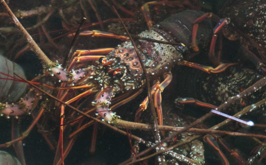 【捌き方レシピ・軍手付き】活きイセエビ漁師直送！！2ｋｇ以上（3〜5尾、4〜5人前）