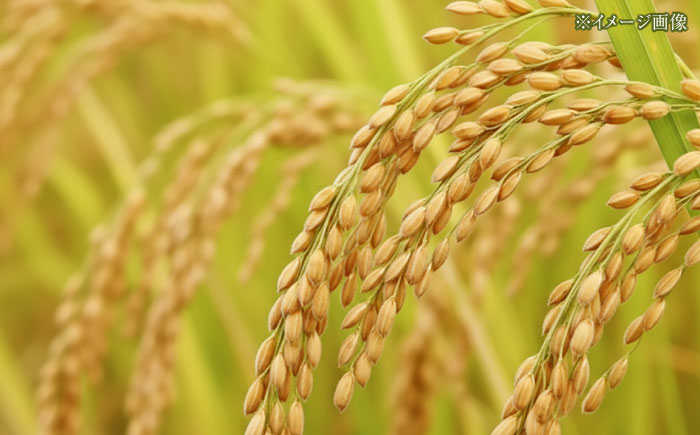 令和7年産 新米 無洗米高知県産 ミルキークィーン 約2kg×6袋 【高知食糧株式会社】 [ATBL001]