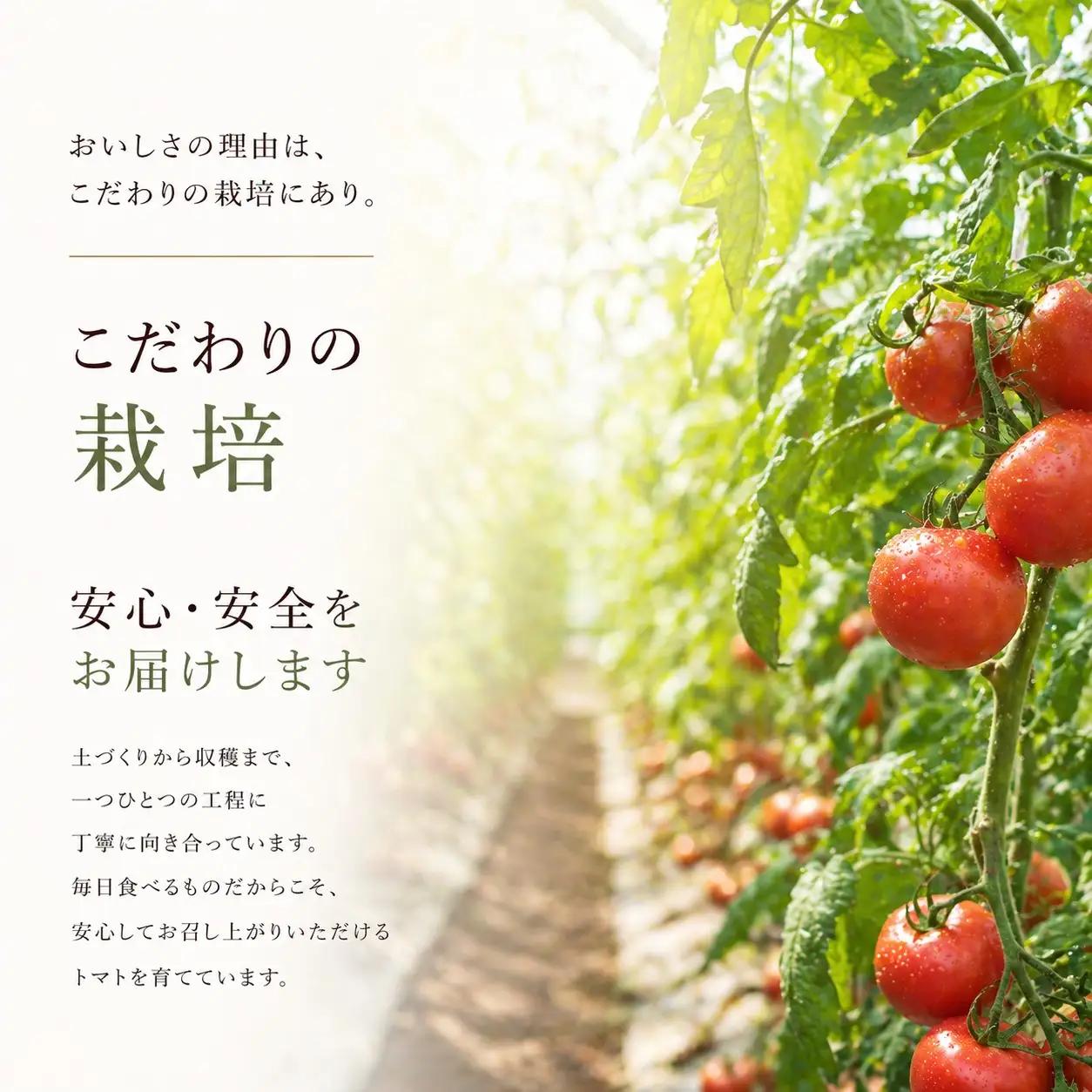 トマト【かれん】 マイルドかれん 3kg（箱満杯詰め） / 野菜 トマト【delf023】