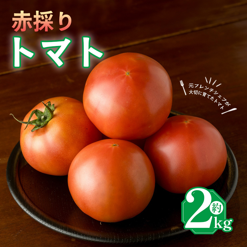【2026年6月下旬頃から順次発送】moto farm トマト 2kg 甘みと酸味の絶妙なバランスの麗月トマト 赤採れ | トマト とまと 野菜 産地直送 数量限定 完熟 赤採れ とまと2kg 愛媛 松山