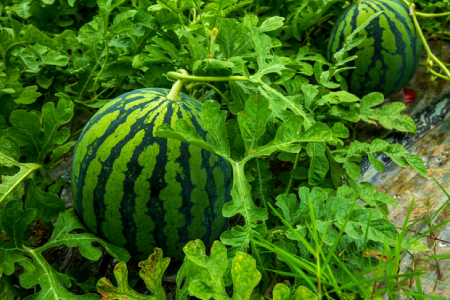 A-1273 【先行予約】益田産 西瓜 1玉【すいか 先行予約 季節限定 期間限定 早期予約 スイカ 果物 くだもの フルーツ】