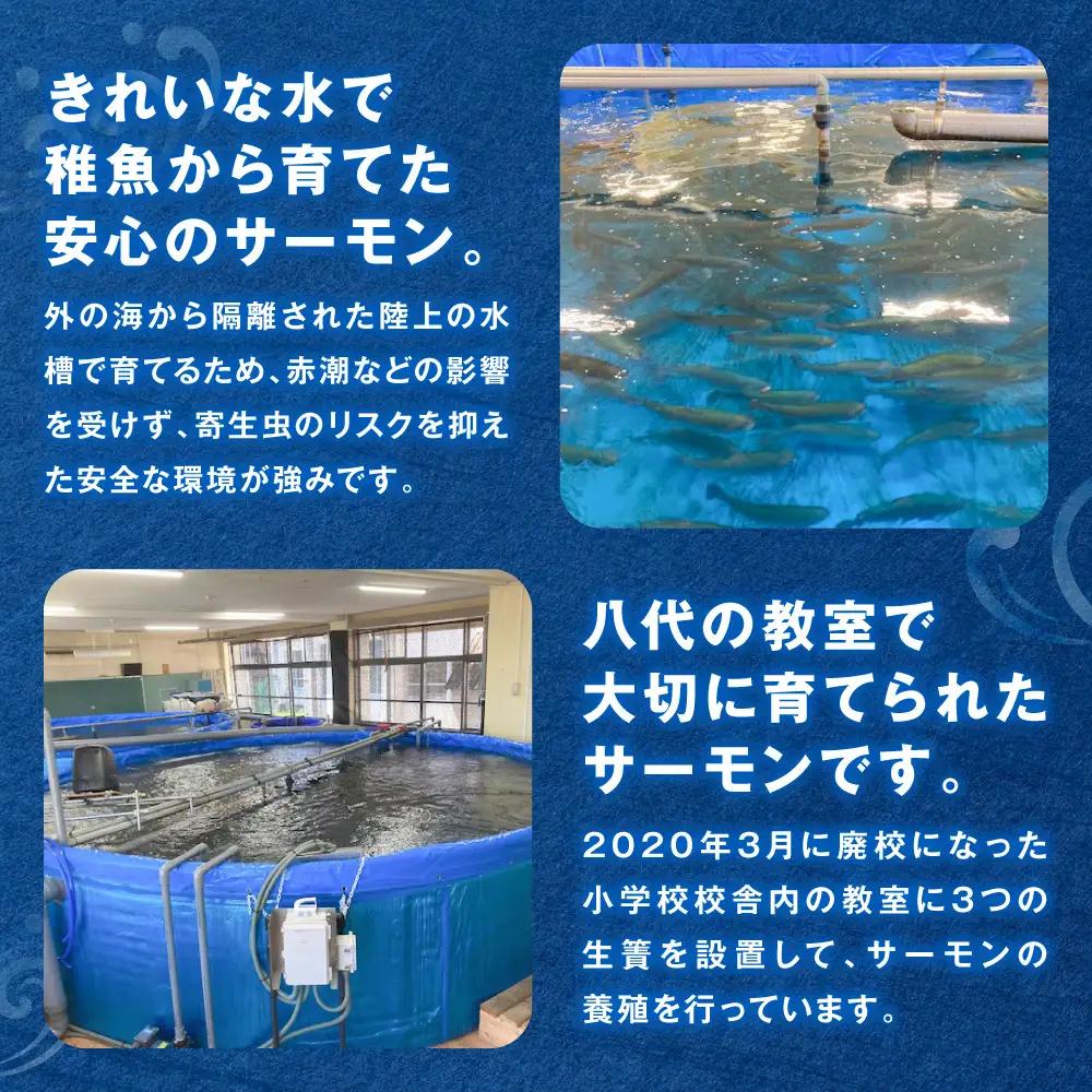 八代 教室育ち サーモン フィレ 300g以上 刺身 サーモン