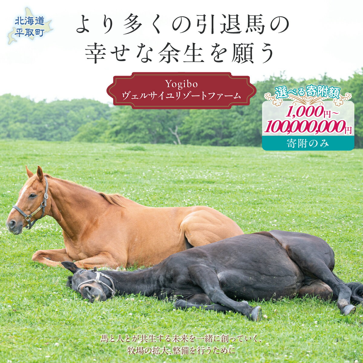 【選べる寄附額 返礼品無し】より多くの引退馬の幸せな余生を願う　Yogiboヴェルサイユリゾートファーム 【 ふるさと納税 人気 おすすめ ランキング 馬 競馬 競走馬 引退馬 高齢馬 養老牧場 北海道 平取町 送料無料 】 BRTV024