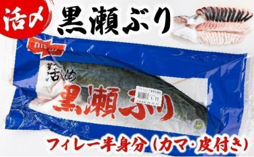 KRBF15 活じめ！黒瀬ぶりの生鮮ブリフィレー 1.5kg前後 (2026年4月発送)