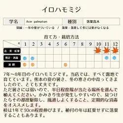 イロハモミジ（伊呂波紅葉）苗木 株立 樹高1.2m前後 2本セット ポット苗 シンボルツリー 落葉樹 植木 庭木【価格改定】