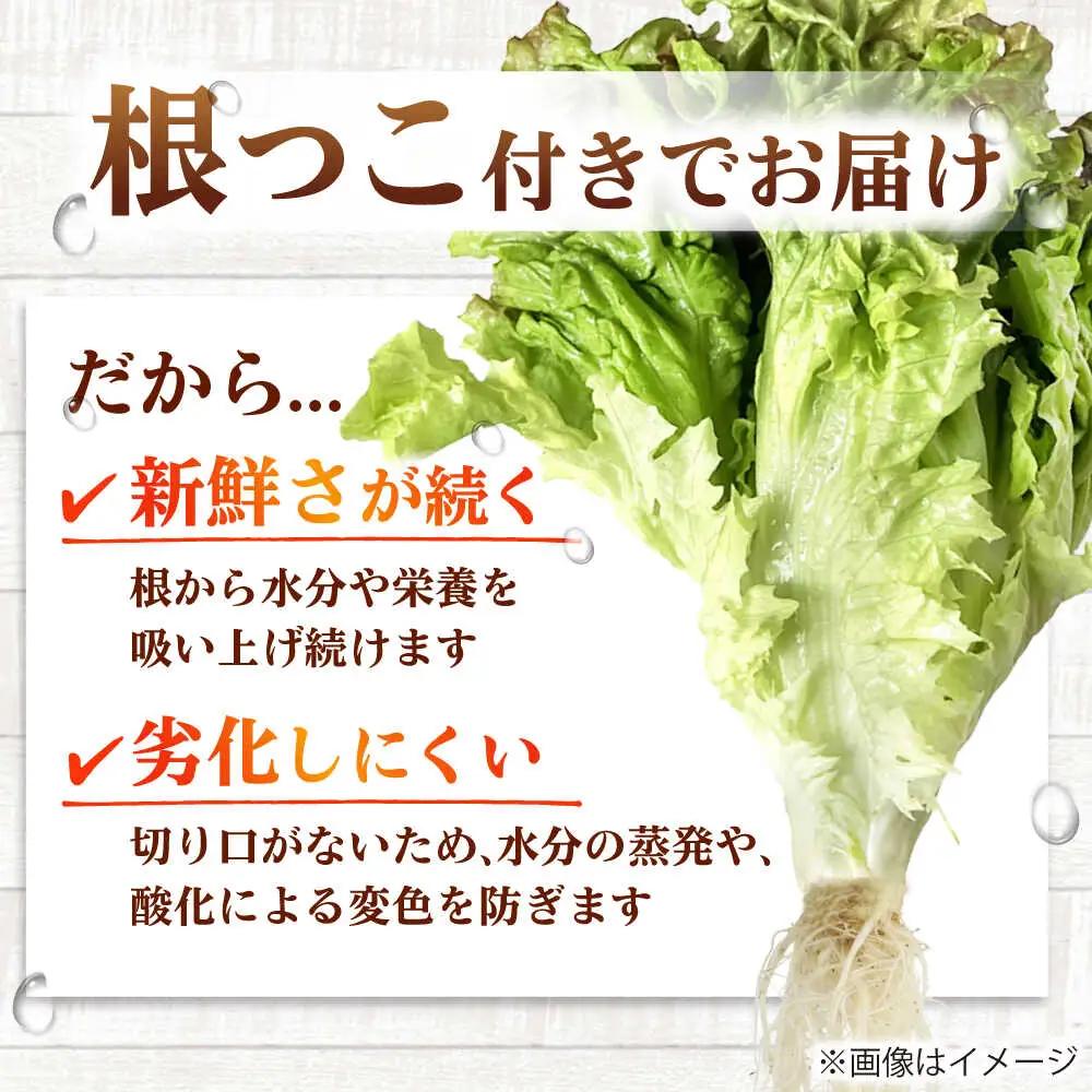 水耕栽培野菜 2株×3種（サニーレタス/グリーンリーフ/グリーンバター）[BGBT004]野菜