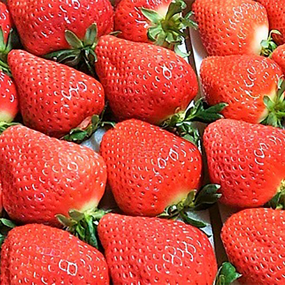 【ふるさと納税】高級いちご おおきみ 約300g×2パック 計約600g 青谷ふぁーむ イチゴ いちご 苺 果物 くだもの フルーツ おおきみいちご 冷蔵 福津市 福岡県産 九州産 国産 送料無料【2025年12月より順次発送】 [F4134]