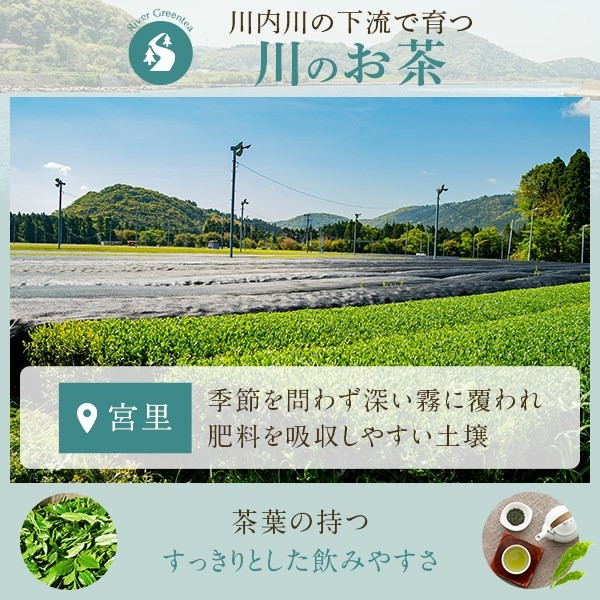 川内ほまれ【紫】煎茶 計300g