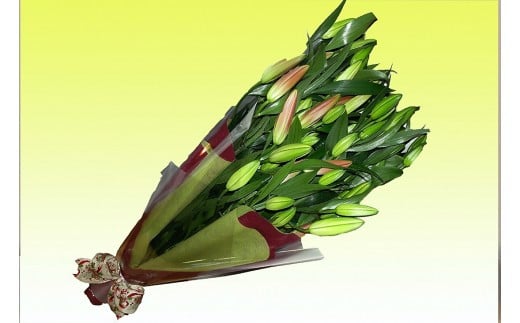 586M12　オリエンタルユリ　90cm×12本（12月発送）