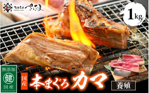 
国産 本まぐろ カマ 1kg まぐろの王様！ふっくらジューシー 抜群の脂乗り 定番の塩焼きや煮つけにおすすめ！ 【 鮪 マグロ おつまみ BBQ バーベキュー グルメ お取り寄せ 冷凍 】 [e04-a051]
