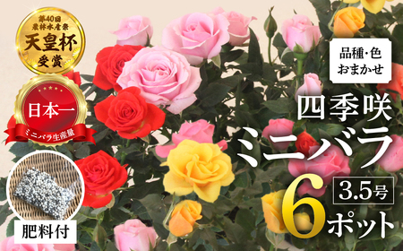 花 ミニバラ 6鉢詰め合わせ [11月～4月 お届け] 品種おまかせ 花 セントラルローズ mt1547
