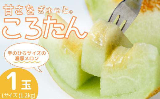 ［先行受付］美土里農園の高糖度メロン ころたん 1玉（1.2kg以上×1個）| メロン ころたん めろん コロタン フルーツ 果物 1玉 ギフト 贈り物 食べきりサイズ 美土里農園 栃木県 茂木町