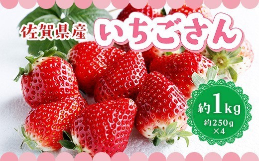
                  佐賀県産 いちごさん 合計約1kg 250g×4パック 苺 いちご イチゴ 114-B1125
                