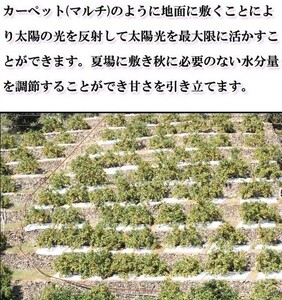 G7342_高級ブランド 田村みかん 5kg【家庭用 訳あり】