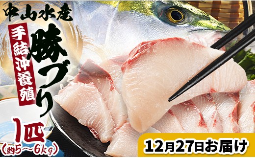 【12月27日お届け】中山水産 手結沖養殖「勝ブリ」 1匹(5kg～6kg) - 一尾まるごと 魚 ぶり 鰤 寒ブリ 海鮮 鮮魚 魚介類 ギフト 贈答 お祝い 御祝 刺身 煮物 焼き魚 照り焼き ぶりしゃぶ 一尾 たたき 1本 キロ 産地直送 buri 高知県 香南市 冷蔵 ny-0018