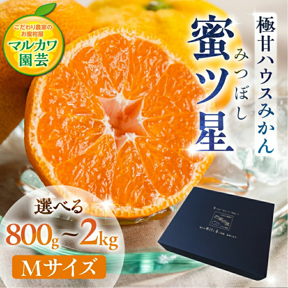 【ふるさと納税】≪今が旬！ 2026年発送≫ハウスみかん 蜜ツ星 Mサイズ 【選べる 800g〜2kg】 (8玉〜21玉) 濃厚 超濃厚 みかん マルカワ園芸 こだわり農家のお蜜柑屋 高級 高糖度 ギフト 贅沢 蜜柑 ミカン 柑橘 フルーツ 人気 数量限定 化粧箱入り 詰め合わせ 愛知県 豊橋市