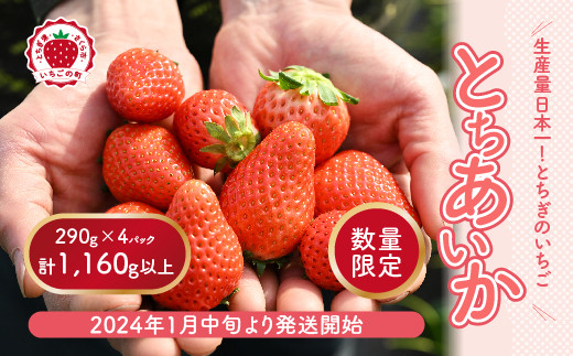 
【先行予約】いちご 厳選！さくら市産 とちあいか（290g×4パック）
※着日指定不可
※2024年1月中旬～3月中旬頃に順次発送予定
